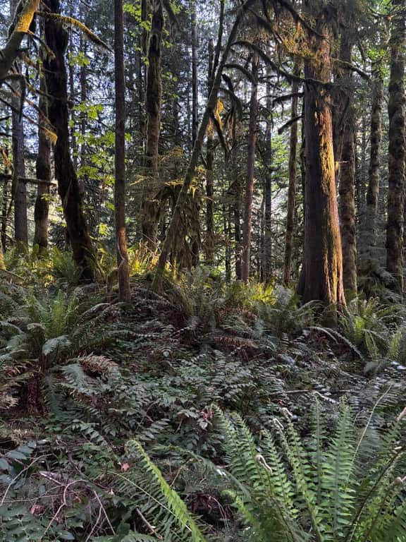 Welches Peak with Sauna, Hot Tub & Dome Escape